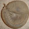 Early 1900's Spalding Crescent Catchers Mitt Front