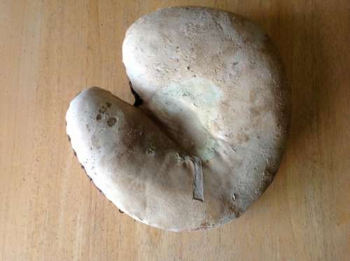 A.J. Reach White Catchers Mitt Front