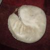 Victor, Wright & Ditson Catchers Mitt White Front